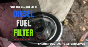 Algae in Diesel: What Does It Look Like?