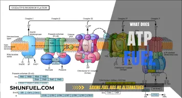 What Does ATP Fuel? Unlocking Energy for Life's Processes