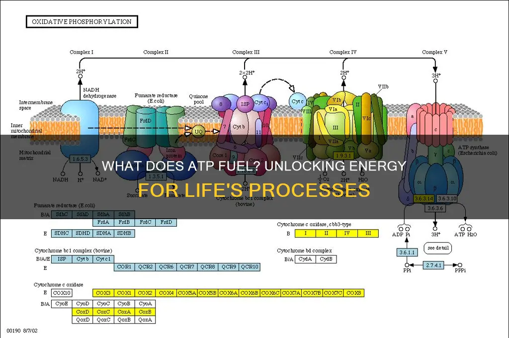 what does atp fuel