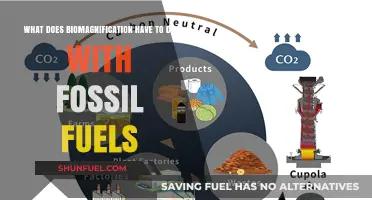 Fossil Fuels, Pollution, and Biomagnification: A Toxic Cycle Explained