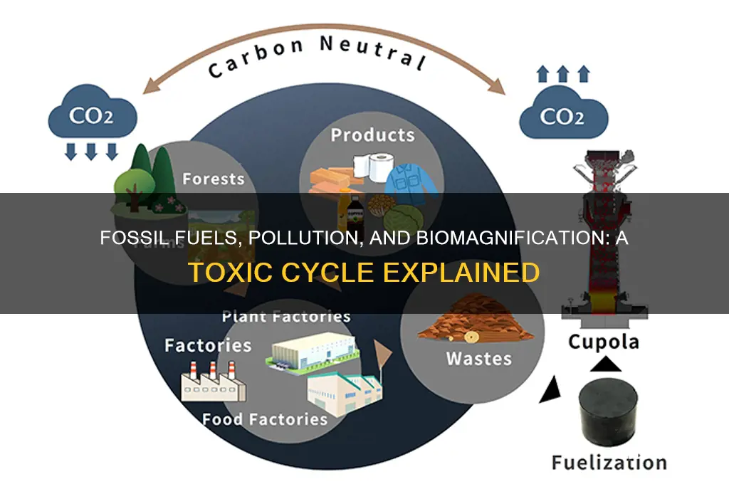 what does biomagnification have to do with fossil fuels