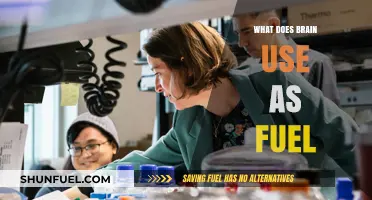 Brain Fuel: Unlocking the Primary Energy Source for Optimal Function