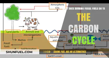 Burning Fossil Fuels: Disrupting the Carbon Cycle and Climate Balance