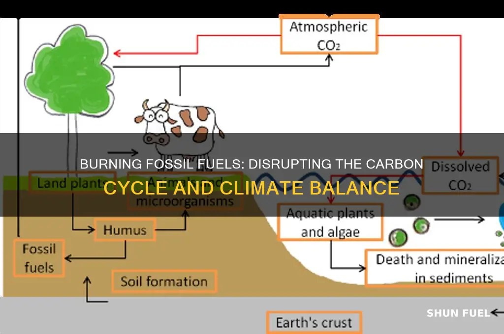 what does burning fossil fuels do to the carbon cycle