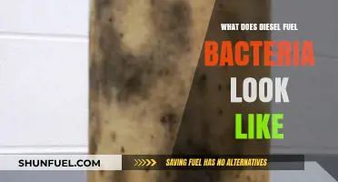 How to Identify Diesel Fuel Bacteria?