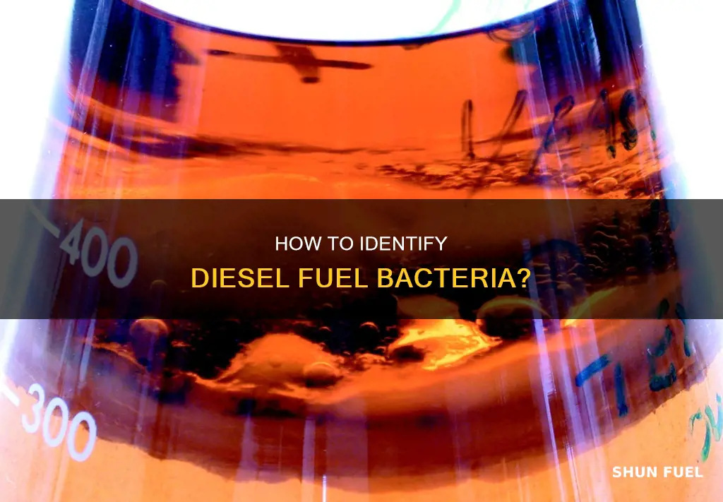 what does diesel fuel bacteria look like