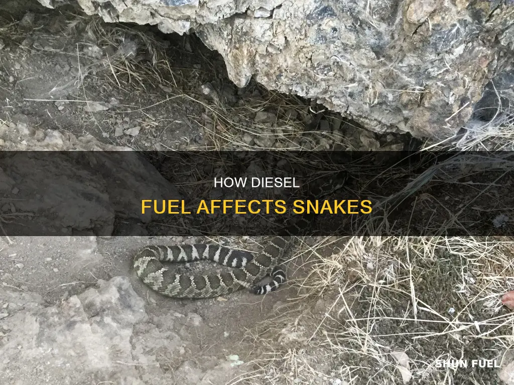 what does diesel fuel do to snakes