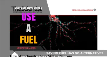 Mitochondria's Fuel Source: Unlocking Cellular Energy Production Secrets