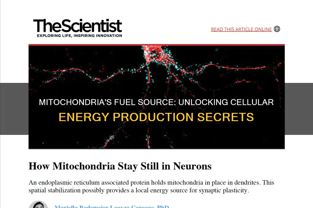 what does mitochondria use a fuel
