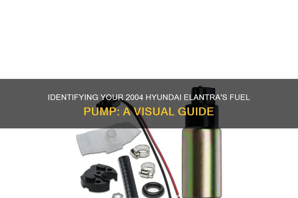 what does my fuel pump look like 2004 hyundai elantra