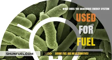 Anaerobic Energy System: Fueling High-Intensity Workouts Without Oxygen