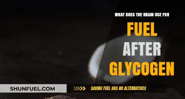 Brain Fuel Beyond Glycogen: Unlocking Alternative Energy Sources for Cognitive Function