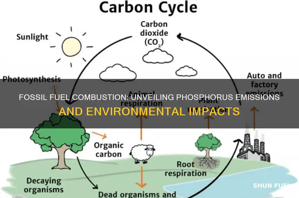 what does the burning of fossil fuels release phosphorus