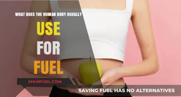 How the Human Body Chooses and Utilizes Fuel for Energy