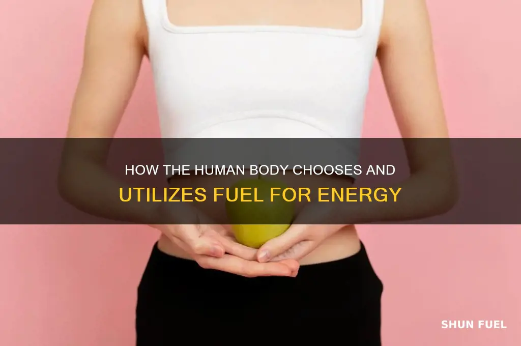 what does the human body usually use for fuel