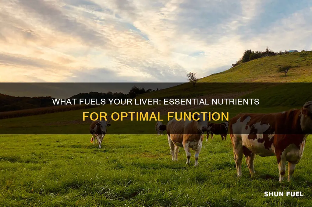 what does the liver use as fuel
