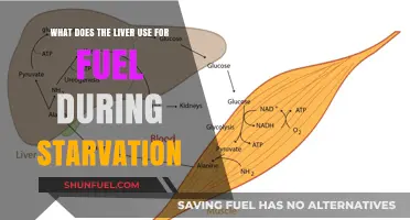 Liver's Fuel Source During Starvation: Unlocking Metabolic Survival Mechanisms