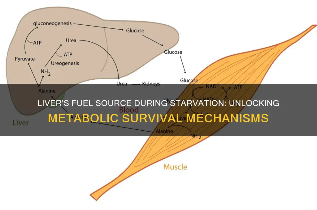what does the liver use for fuel during starvation