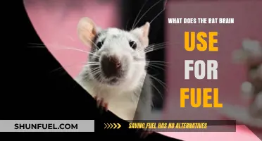 What Fuels the Rat Brain: Uncovering Its Primary Energy Source
