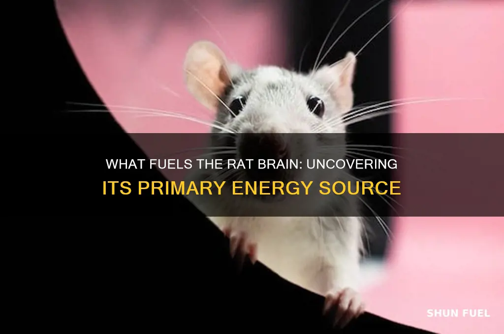 what does the rat brain use for fuel