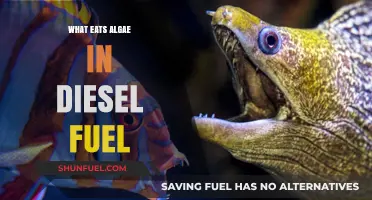 How to Remove Algae from Diesel Fuel?