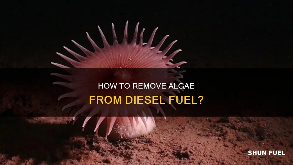 what eats algae in diesel fuel