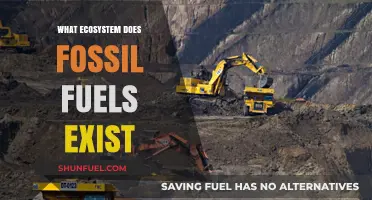 Fossil Fuels: Uncovering Their Ancient Origins and Modern Ecosystems