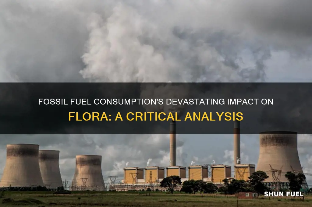 what effect does fossil fuel consumption have on florea