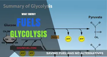 Unveiling the Primary Energy Source Driving Glycolysis: A Metabolic Insight
