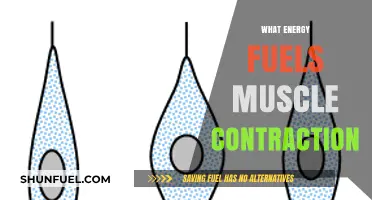 Unleashing Power: The Essential Energy Source Behind Muscle Contractions