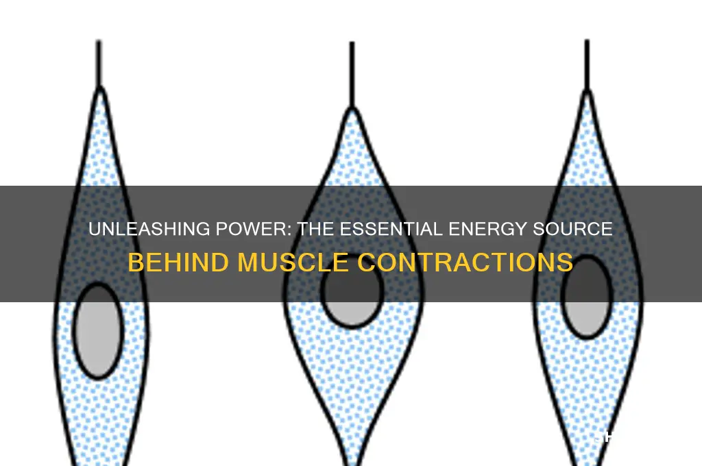 what energy fuels muscle contraction