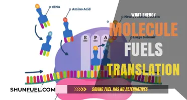 The Role of ATP in Powering Protein Translation: A Deep Dive