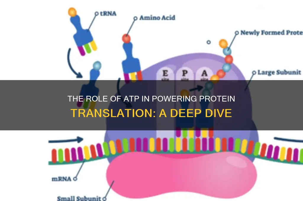 what energy molecule fuels translation