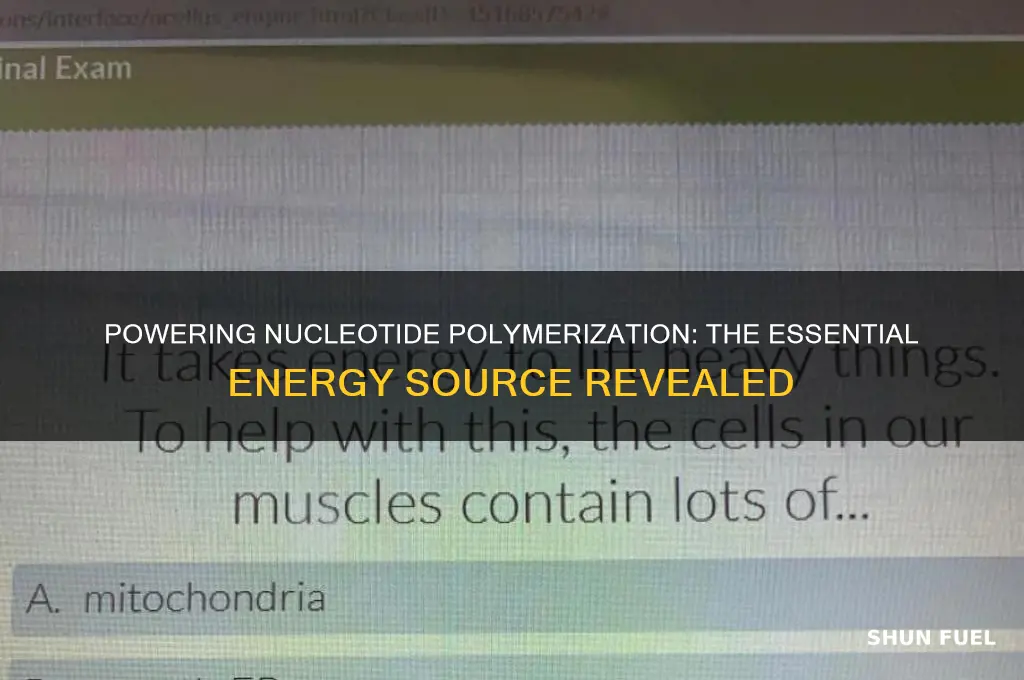 what energy source is used to fuel nucleotide polymerization