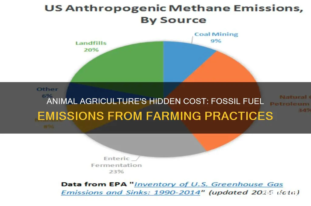 what erent of fossil fuel is burned for animal agriculture