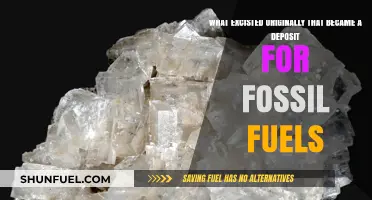 Ancient Organic Matter: The Original Source of Fossil Fuel Deposits
