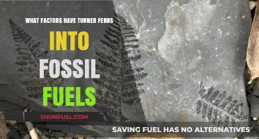 Ferns to Fossil Fuels: Key Factors Behind the Transformation