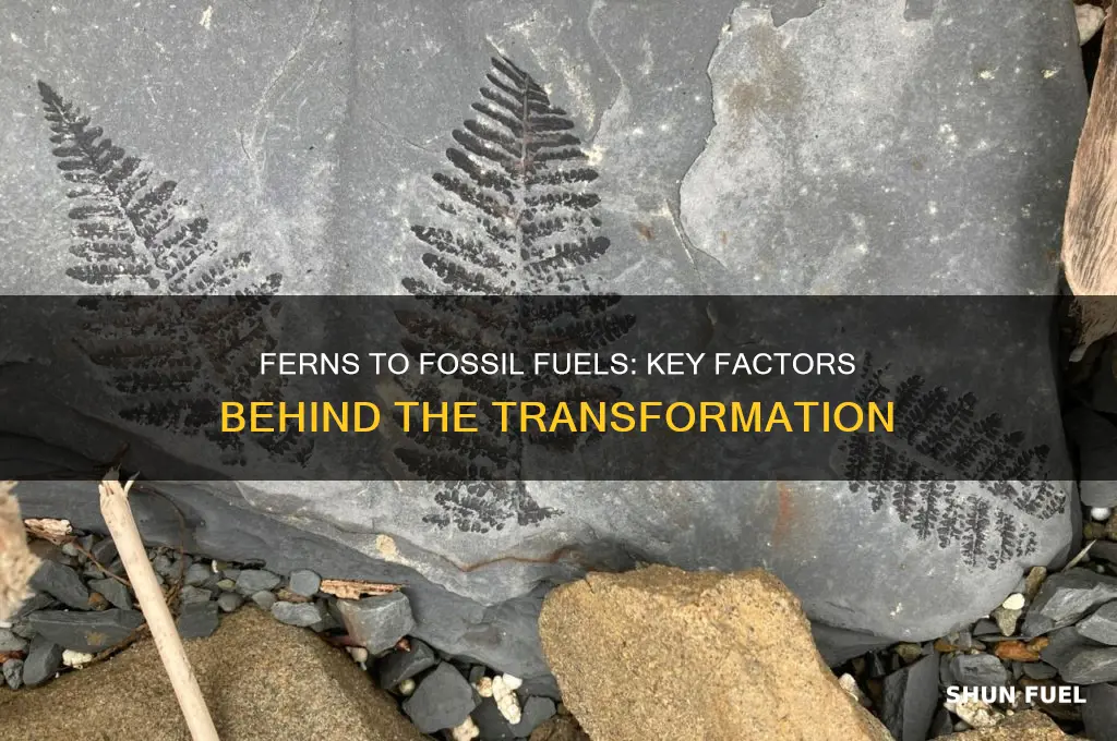 what factors have turned ferns into fossil fuels