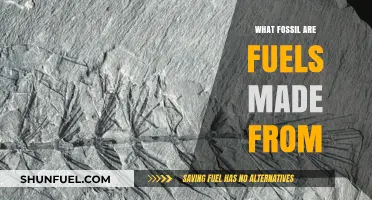Ancient Organisms to Energy: Unveiling the Origins of Fossil Fuels