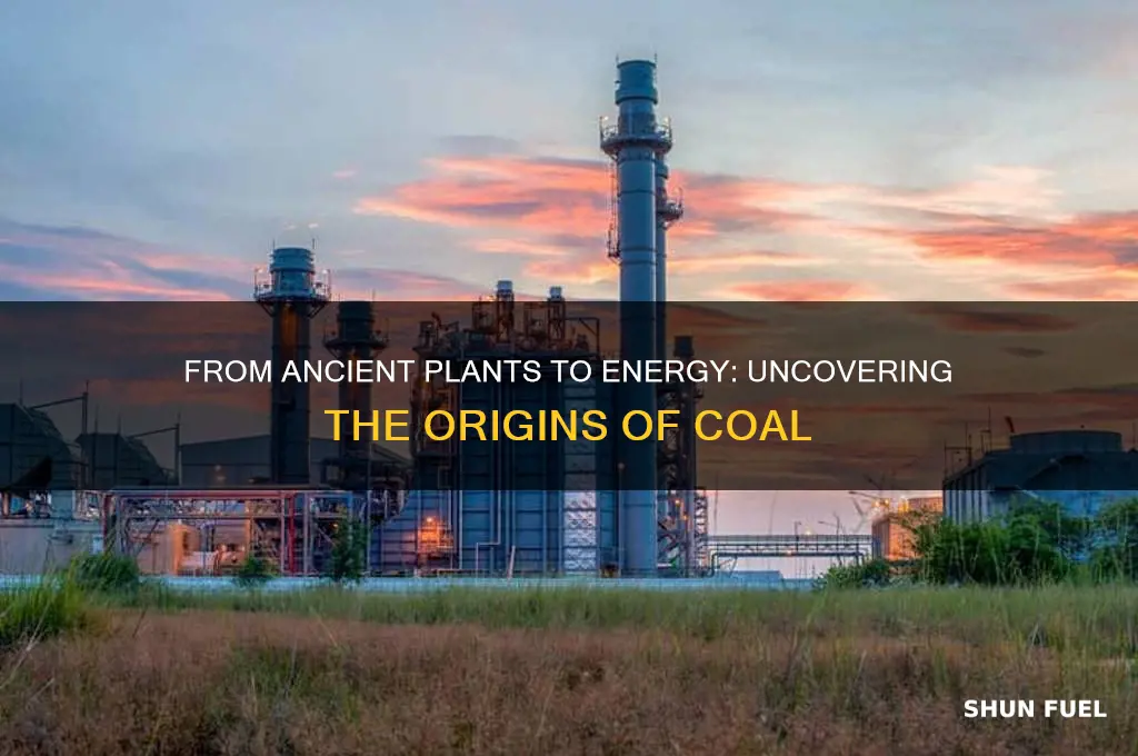 what fossil fuel comes from dead plants