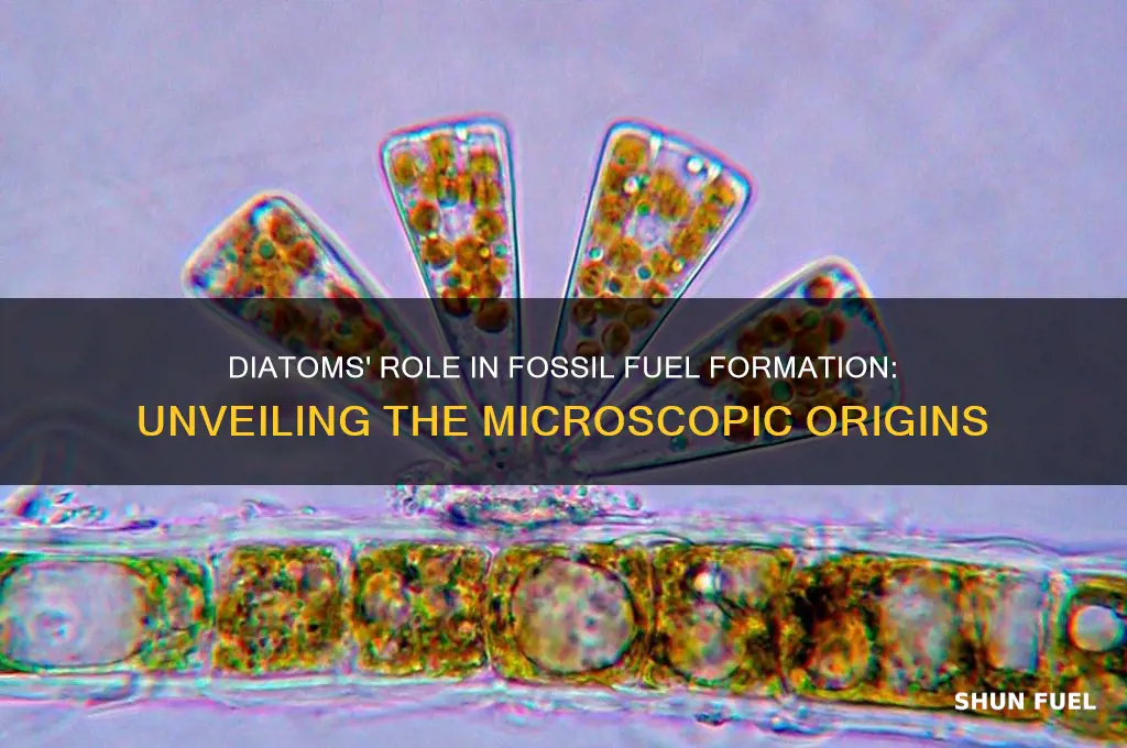 what fossil fuel diatoms form