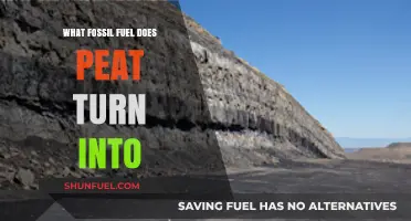 Peat's Transformation: Unveiling the Fossil Fuel It Becomes Over Time