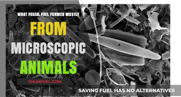 Microscopic Marine Life's Legacy: The Formation of a Fossil Fuel