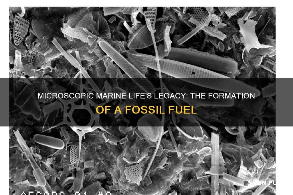what fossil fuel formed mostly from microscopic animals