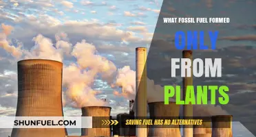 Plant-Based Power: The Unique Fossil Fuel Originating Solely from Plants