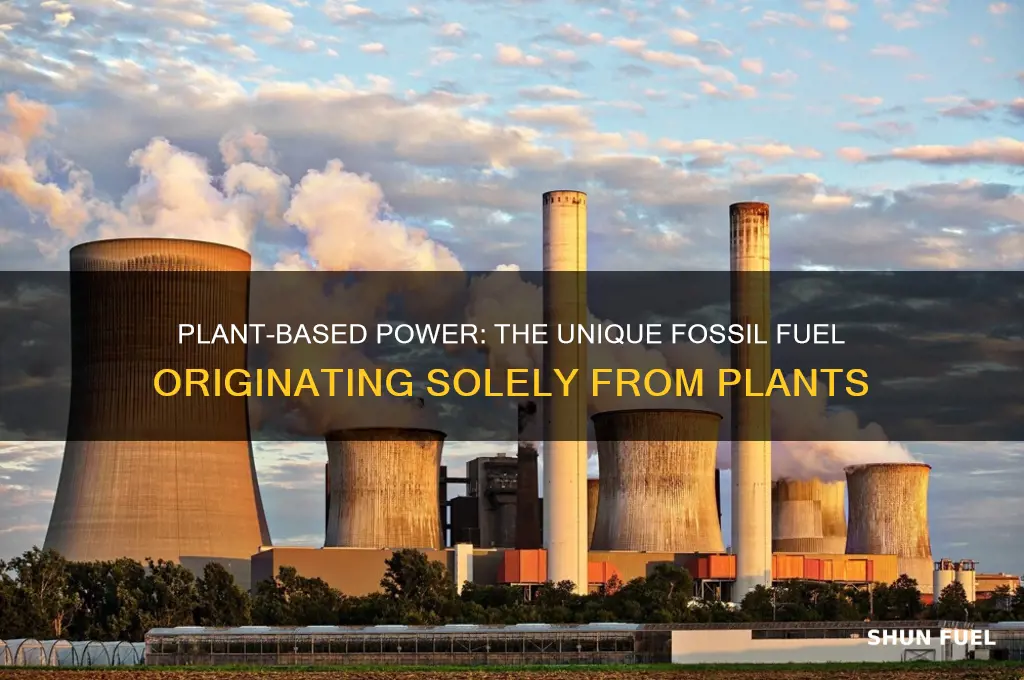 what fossil fuel formed only from plants