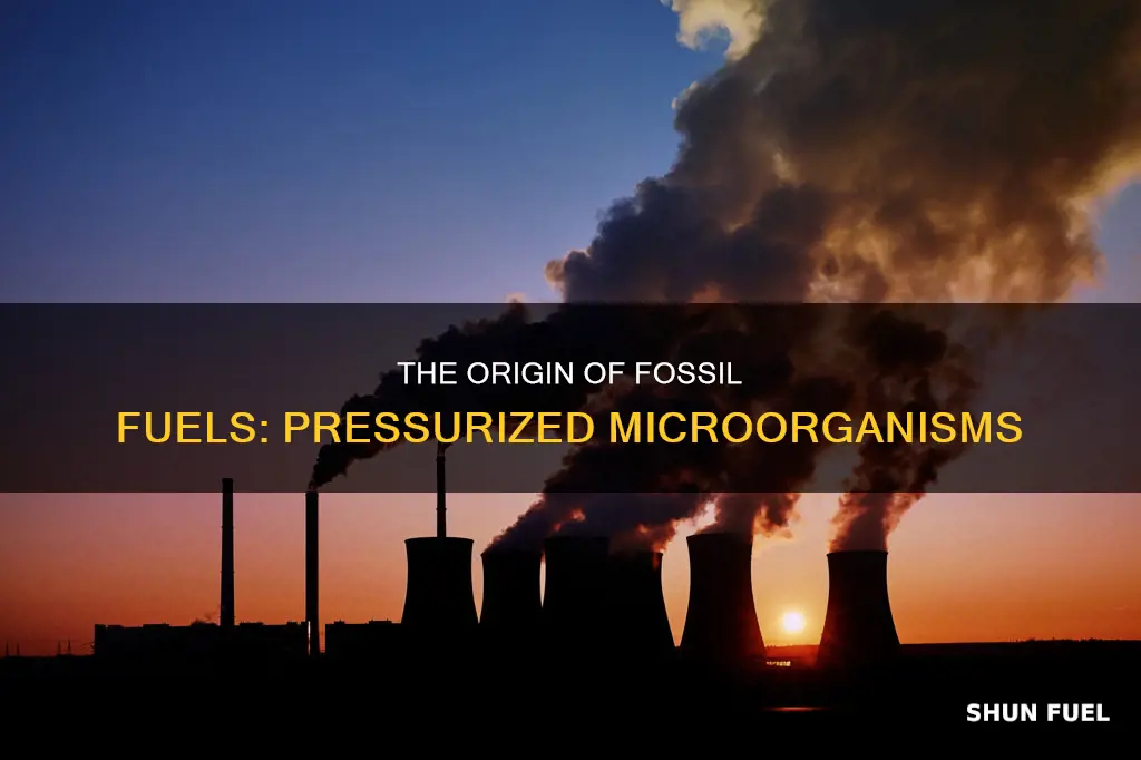 what fossil fuel forms from pressurized microorganisms