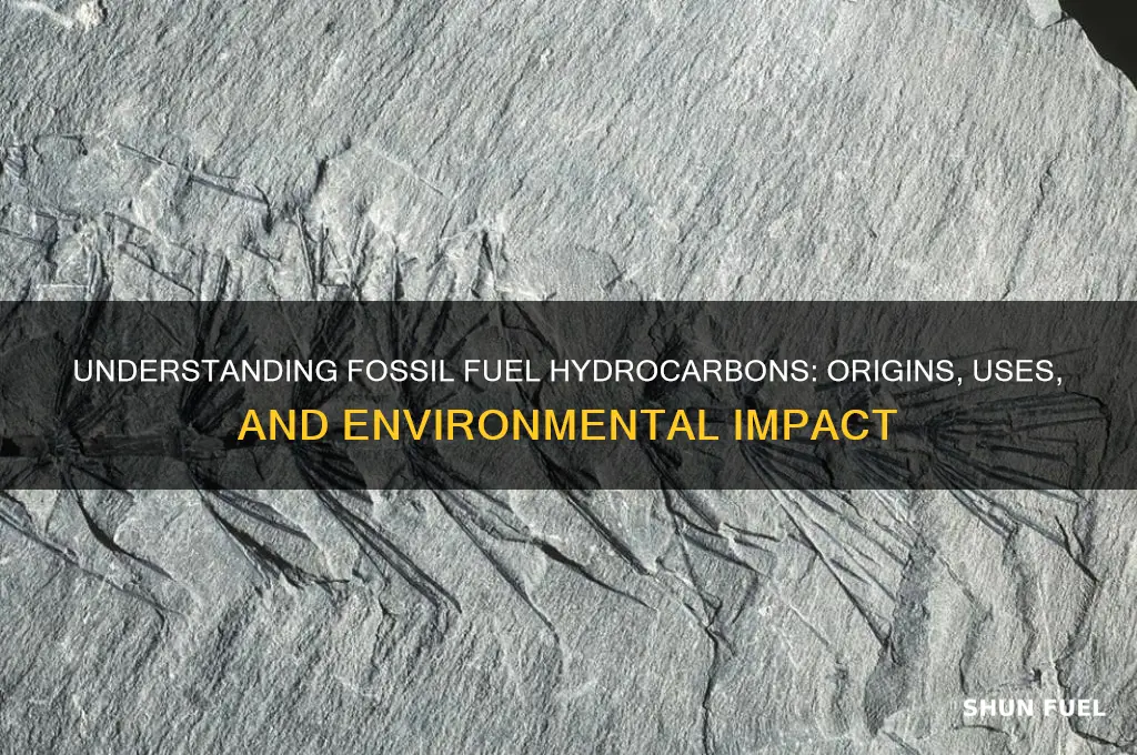 what fossil fuel hydrocarbons