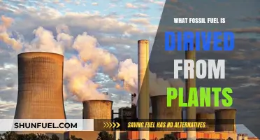 Plant-Based Fossil Fuel: Unveiling the Origins of Coal and Natural Gas