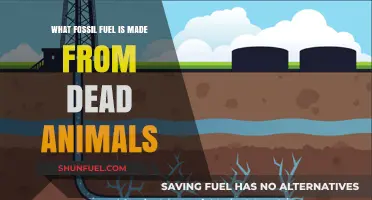 From Ancient Remains to Energy: How Dead Animals Form Fossil Fuels